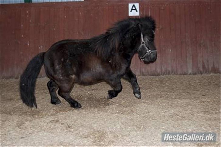 Shetlænder TinTin  (Solgt) billede 15