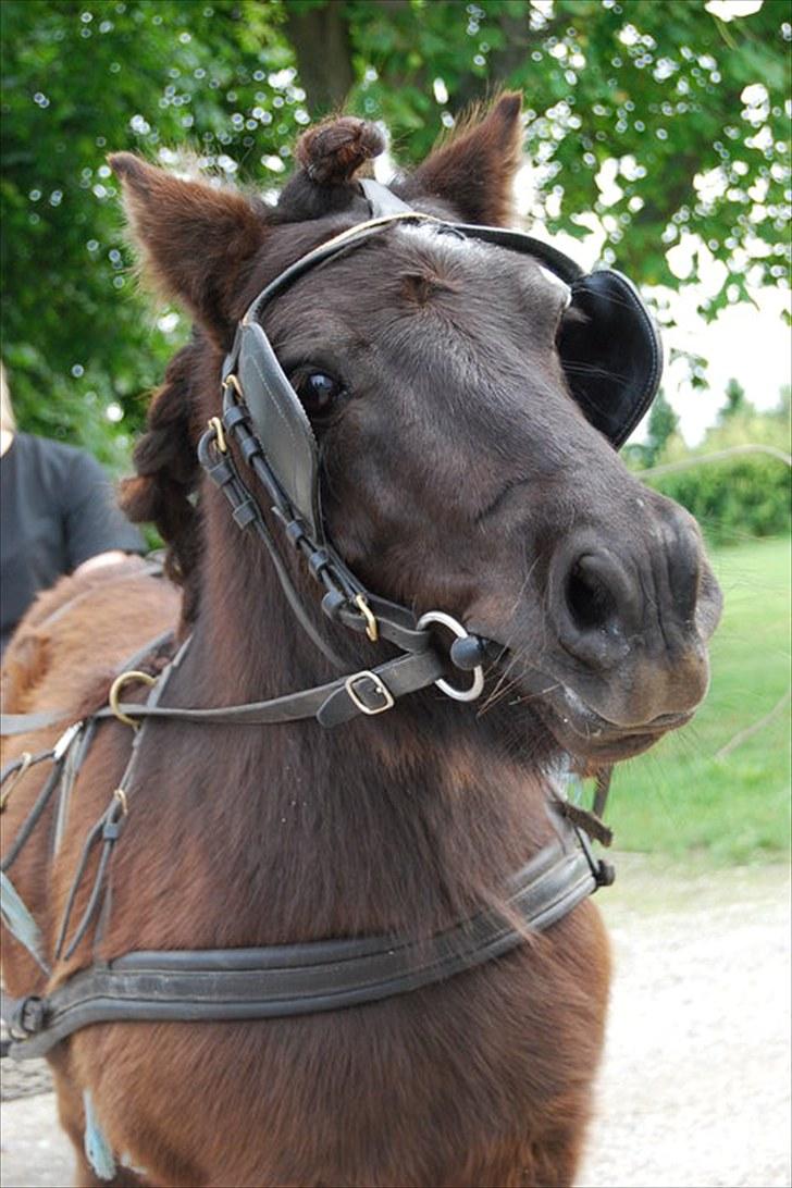 Shetlænder TinTin  (Solgt) - foto: mig selv billede 16