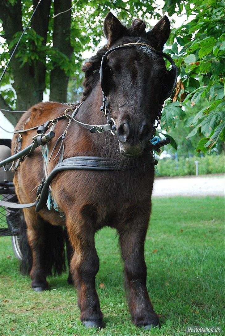 Shetlænder TinTin  (Solgt) - foto: mig selv billede 17