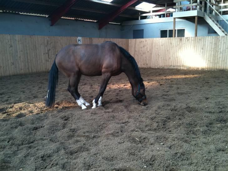 Dansk Varmblod SvanegaardensLightAffaire billede 2