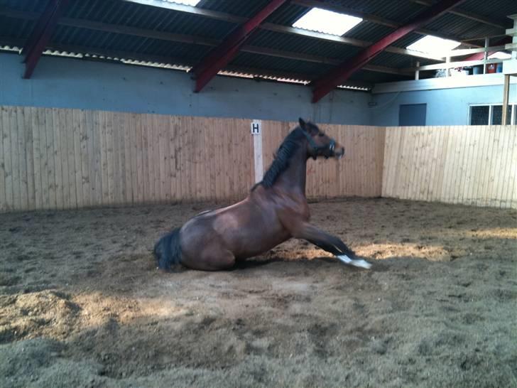 Dansk Varmblod SvanegaardensLightAffaire billede 3