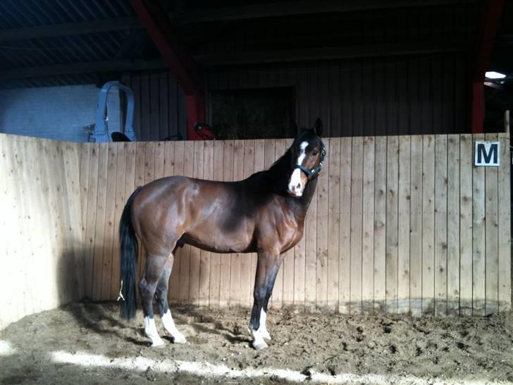 Dansk Varmblod SvanegaardensLightAffaire billede 4