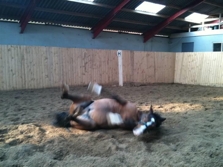 Dansk Varmblod SvanegaardensLightAffaire billede 5