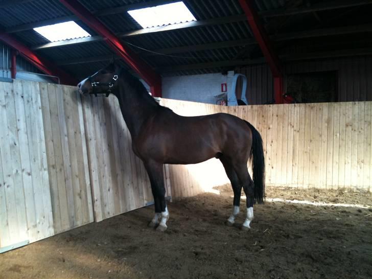 Dansk Varmblod SvanegaardensLightAffaire billede 6