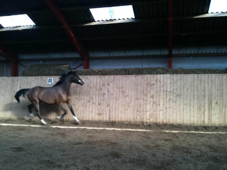 Dansk Varmblod SvanegaardensLightAffaire billede 7