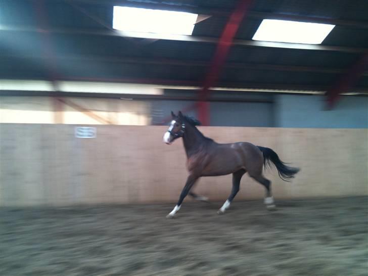 Dansk Varmblod SvanegaardensLightAffaire billede 8