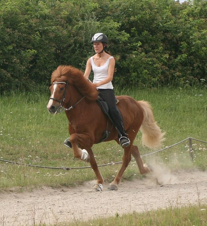 Islænder Sævar från Musö - hurtig tølt ! (: træning (: <3 billede 16