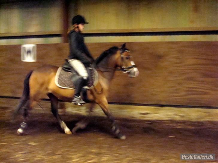 Anden særlig race Beauty billede 14