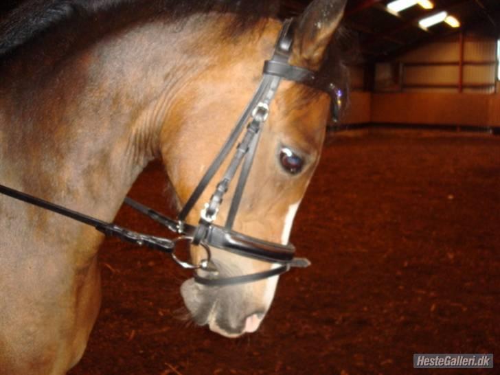 Anden særlig race Beauty billede 15