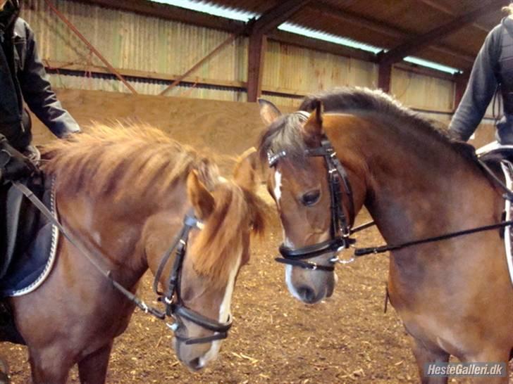 Anden særlig race Beauty billede 16