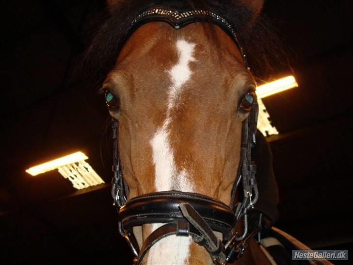 Anden særlig race Beauty billede 17