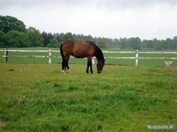 Anden særlig race Beauty billede 19