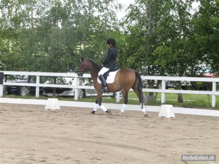 Anden særlig race Beauty billede 20