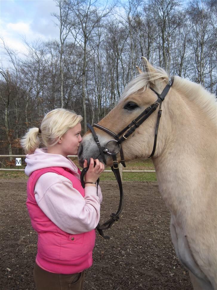 Fjordhest Birkens Hubert SOLGT <3 - fordi han er den bedste Hubert <3 billede 1