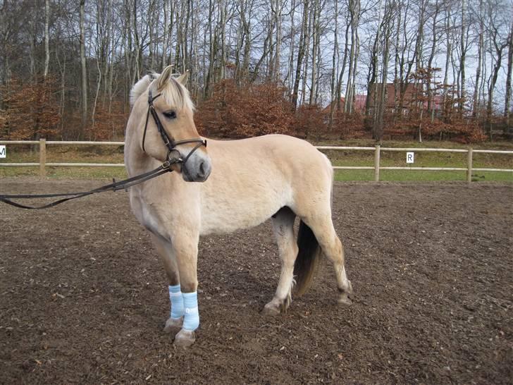 Fjordhest Birkens Hubert SOLGT <3 - fordi han er perfekt! <3 billede 2