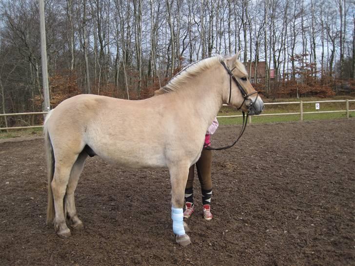 Fjordhest Birkens Hubert SOLGT <3 - fordi han har den mest fantastiske højde. <3 billede 3