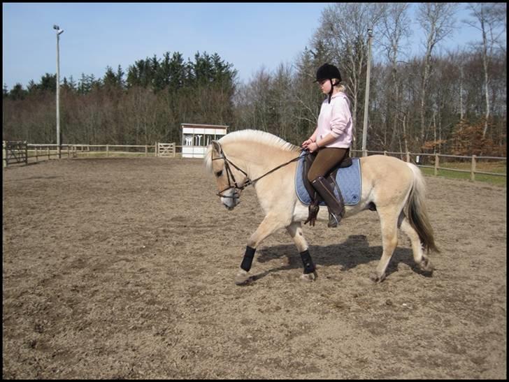 Fjordhest Birkens Hubert SOLGT <3 - fordi beriderne har gjort et fantastisk stykke arbejde, som jeg må fortsætte. <3 billede 4
