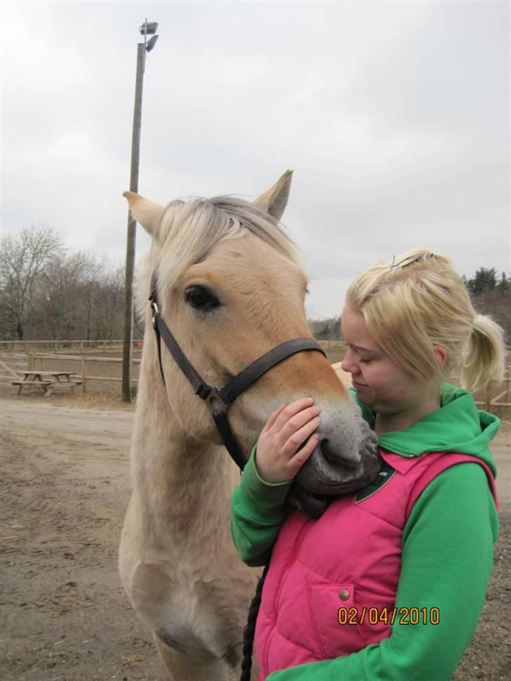 Fjordhest Birkens Hubert SOLGT <3 - fordi han virkelig aldrig bliver en pædago hest, men en lækker en d: <3 billede 5