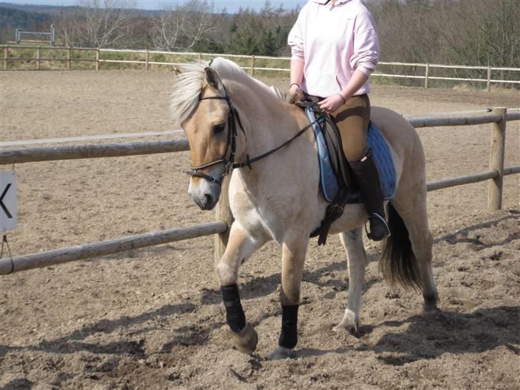 Fjordhest Birkens Hubert SOLGT <3 - fordi jeg glæder mig allerede til at ride ham igen ! <3 billede 6