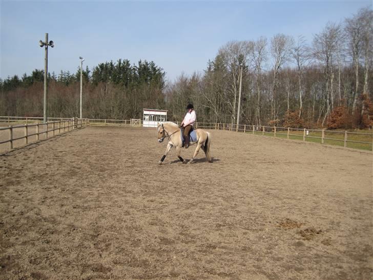 Fjordhest Birkens Hubert SOLGT <3 - fordi han klarer det hele superflot! <3 billede 7
