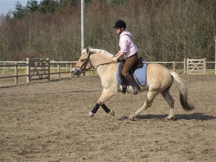 Fjordhest Birkens Hubert SOLGT <3 - fordi han er en hest jeg følte mig sikker med ! <3 billede 8