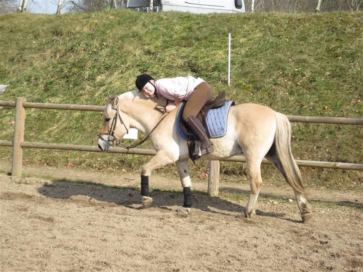 Fjordhest Birkens Hubert SOLGT <3 - fordi jeg vil gå igennem ild og vand for ham! <3 billede 9