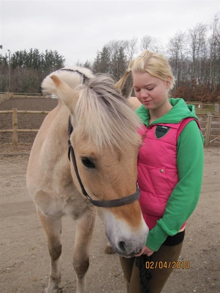 Fjordhest Birkens Hubert SOLGT <3 - ford han var sød. men ikke hesten for mig. billede 10