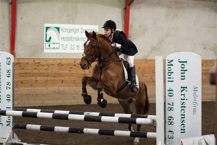 Irsk Sportspony Pimboli *Solgt* billede 7