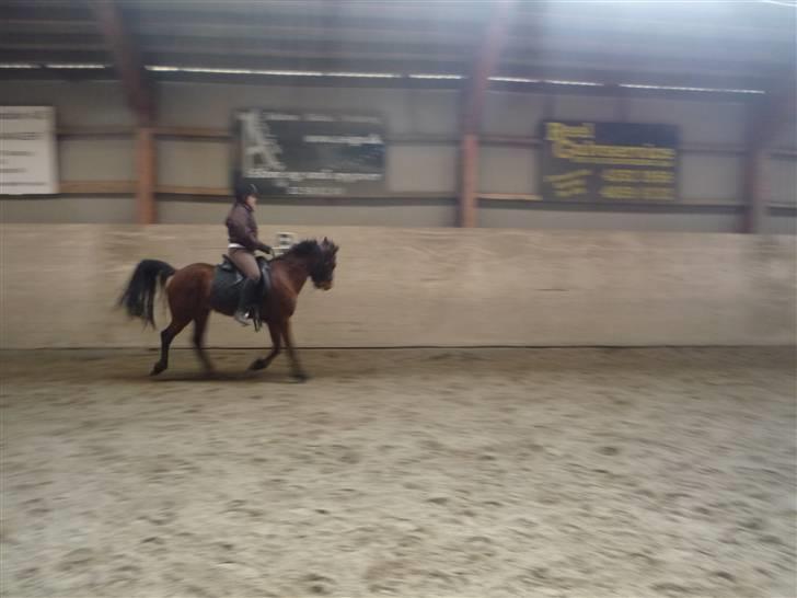 New Forest Stella billede 14