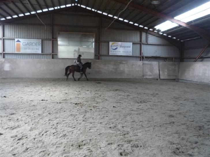 New Forest Stella billede 15