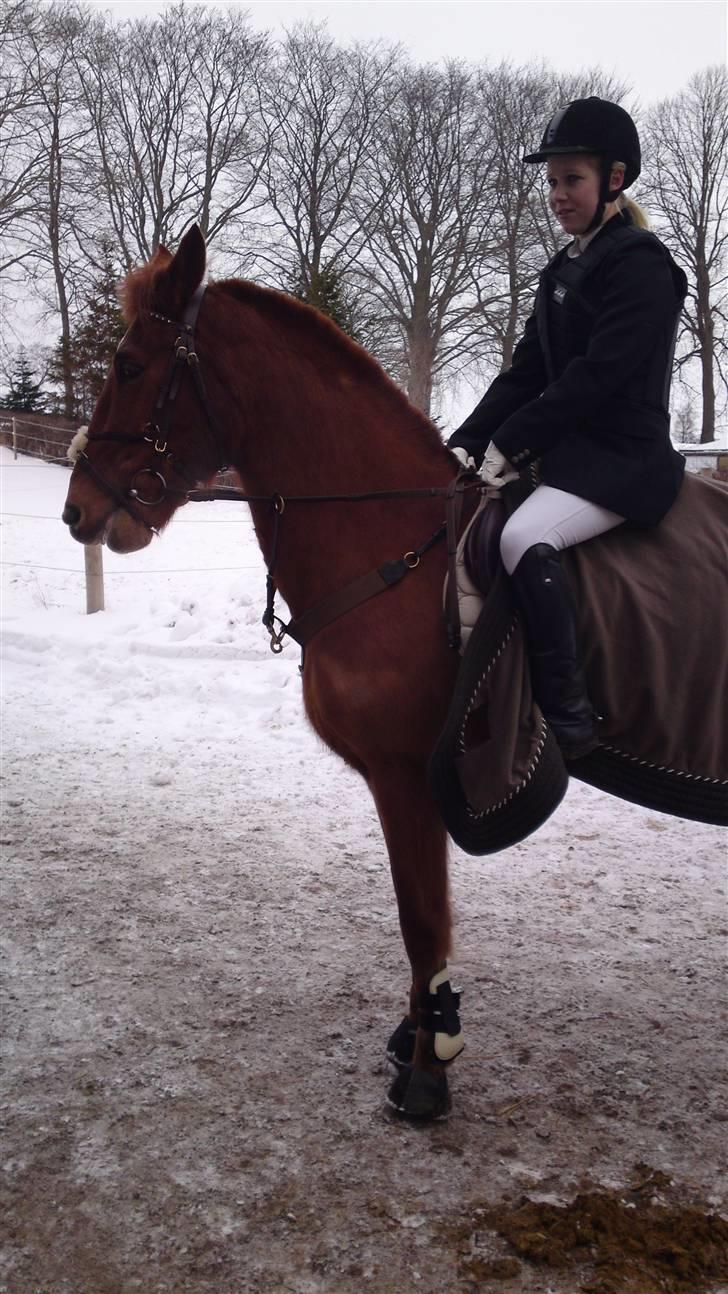 Irsk Sportspony Pimboli *Solgt* billede 17