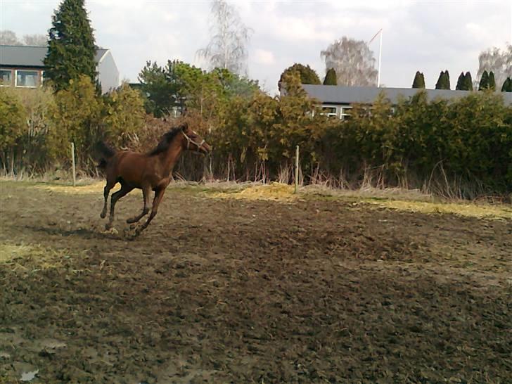 Anden særlig race tacas copy <3 R.i.P <3 - leg på hingste folden :) billede 13