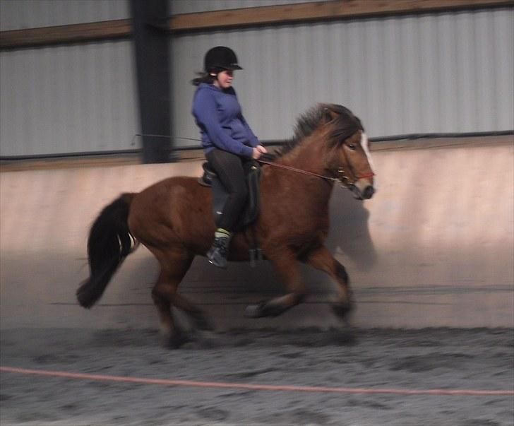 Islænder Heimir fraTókastöðumSOLGT - 29 April 2010 :) billede 17