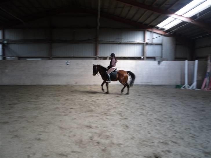 New Forest Stella billede 16