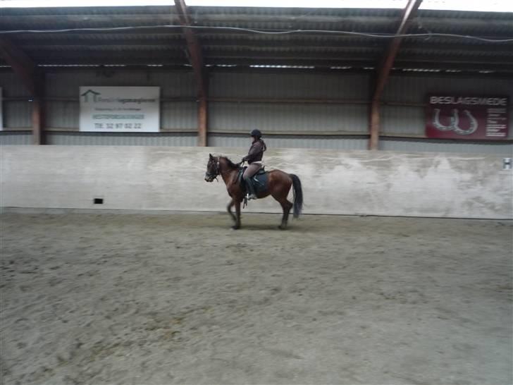 New Forest Stella billede 17