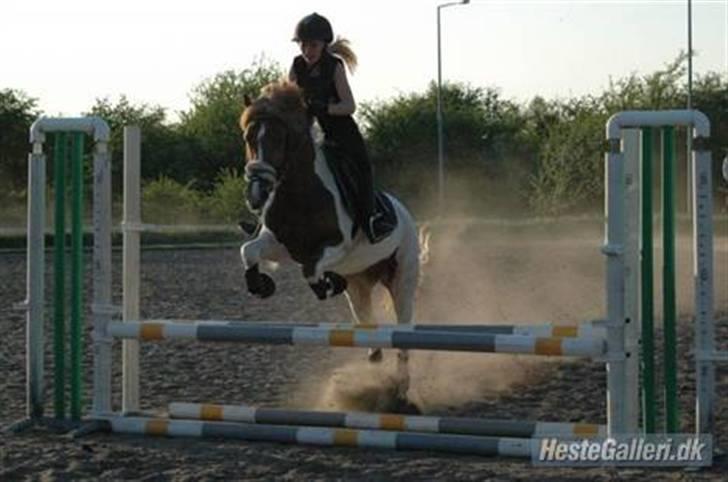 Anden særlig race Painted Beauty SOLGT - - spring, med tidligere ejer:D billede 4