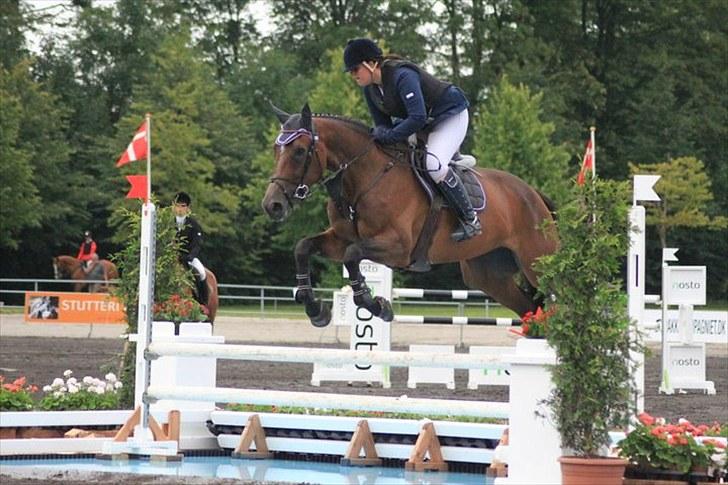 Belgisk varmblod Dalida de reve - Vilhelmsborg lansstævne med indv dm 2010 MB** <33 billede 4