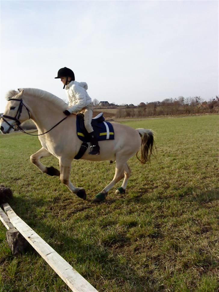Fjordhest Pyrus <3 /DrømmeHest/ - Her Kommer Vi Så Springene I Fuld Fart :D billede 9