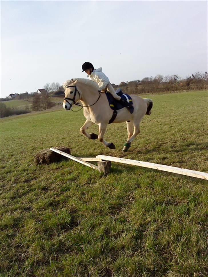 Fjordhest Pyrus <3 /DrømmeHest/ - Elsker At Springe På Diq Miin Bolle <3 ;* billede 10