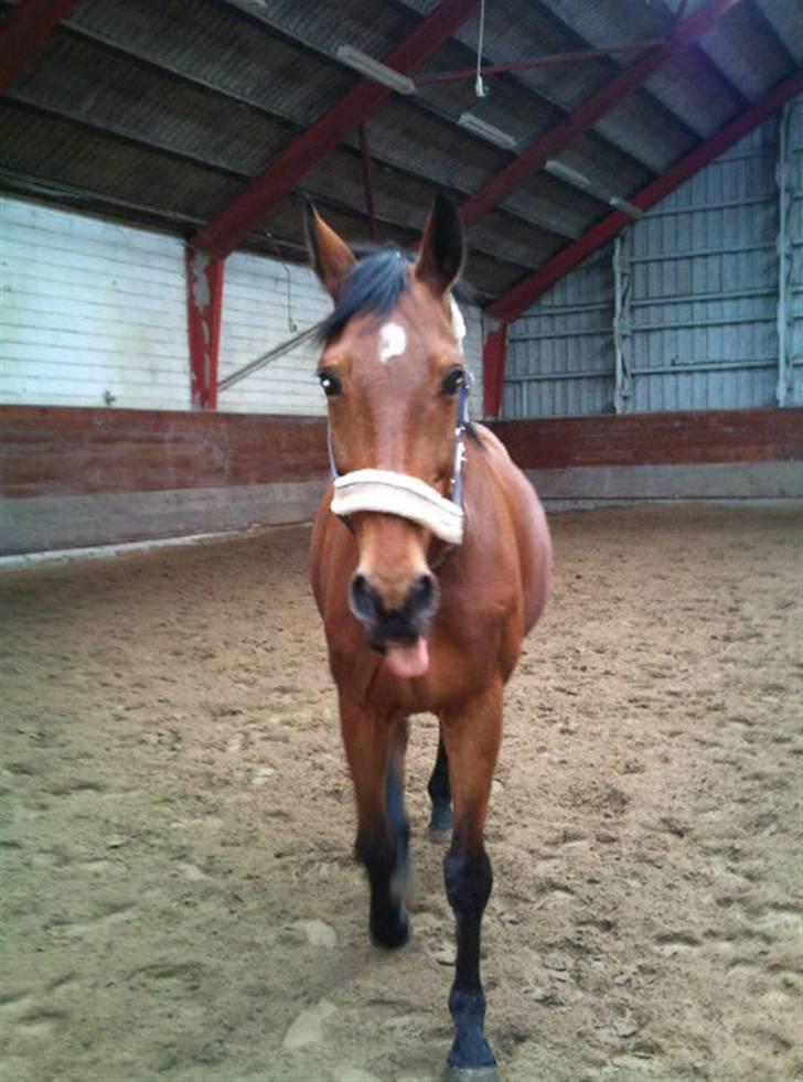 Oldenborg Sultan  - 31/3.10 billede 18