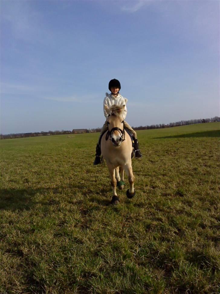 Fjordhest Pyrus <3 /DrømmeHest/ - PAS PÅ! For Her Kommer Vi ;D billede 11