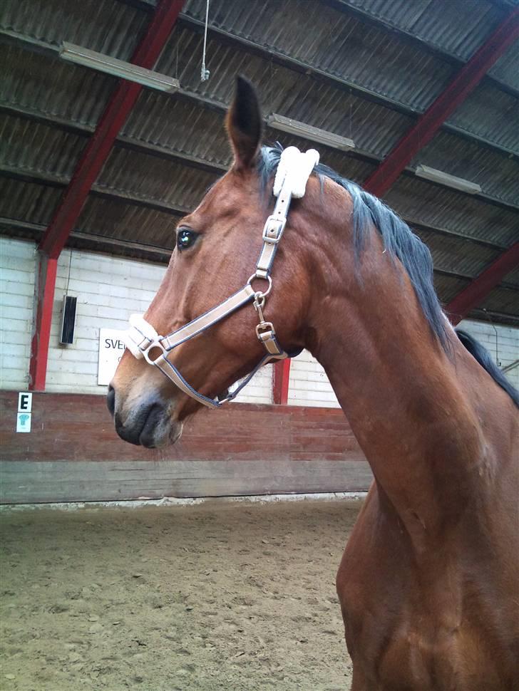 Oldenborg Sultan  - Vi Ses :) billede 19