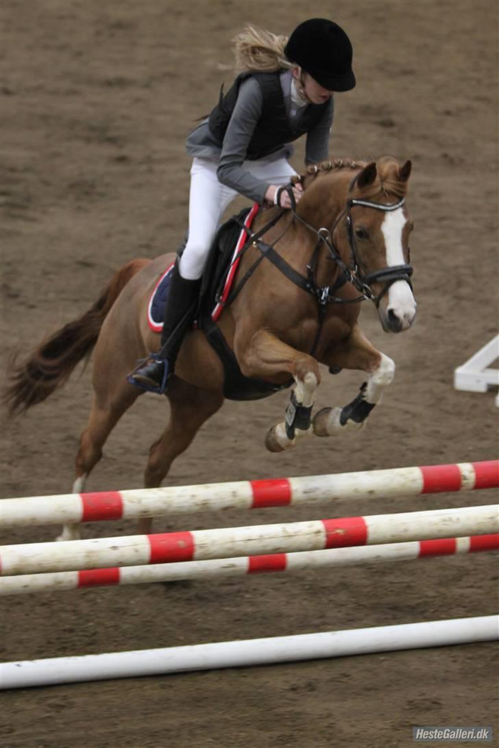 Welsh Cob (sec D) Ramona*B-PONY* billede 10