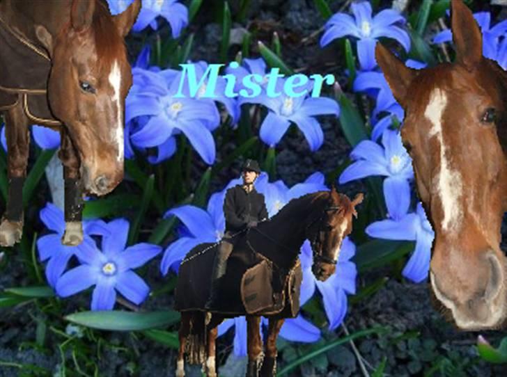 Dansk Varmblod Mister himmel hest billede 10