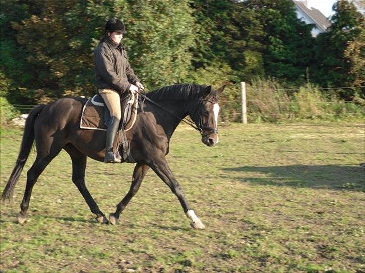 Trakehner Helia af Lykkebo - Velkommen til smukke Helias profil:) billede 1