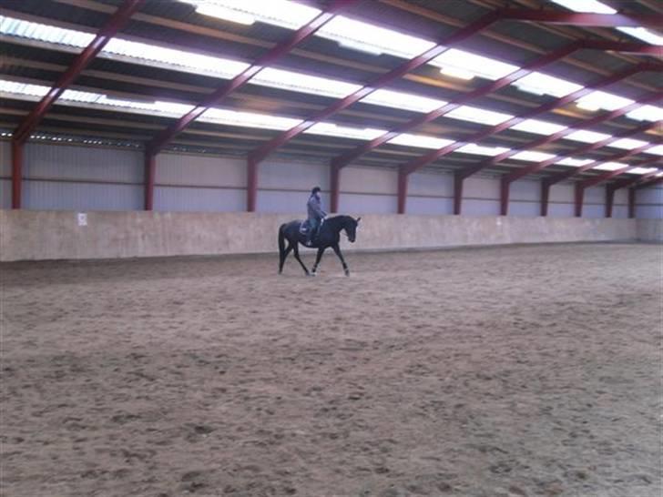 Trakehner Helia af Lykkebo - Da jeg var oppe og prøve hende, hun gik bare så dejligt:) billede 2