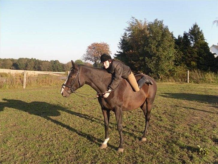 Trakehner Helia af Lykkebo - mors vilde trakehner uden sadel... wauw.... billede 3