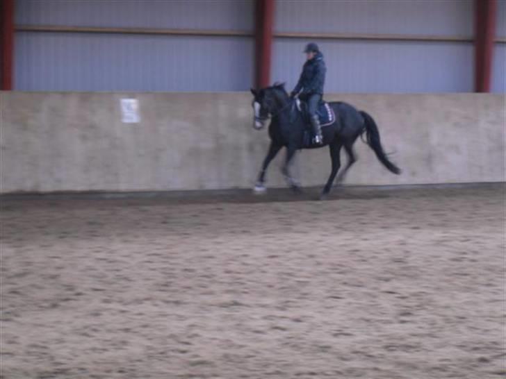 Trakehner Helia af Lykkebo - blir vist frem af tidligere ejers rytter. billede 4