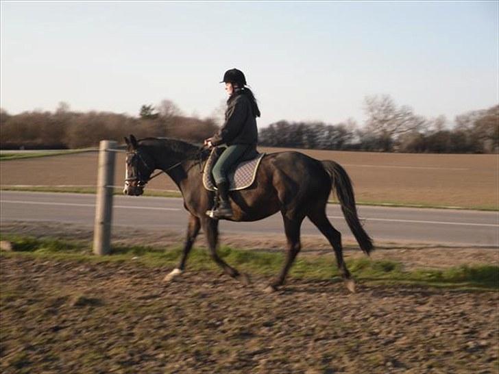 Trakehner Helia af Lykkebo - ridning herhjemme:) billede 5