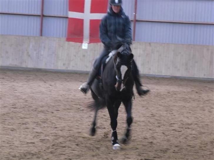 Trakehner Helia af Lykkebo - fremvisning billede 6